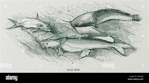 allan fish|Allan Fish's Top 3,000 .
